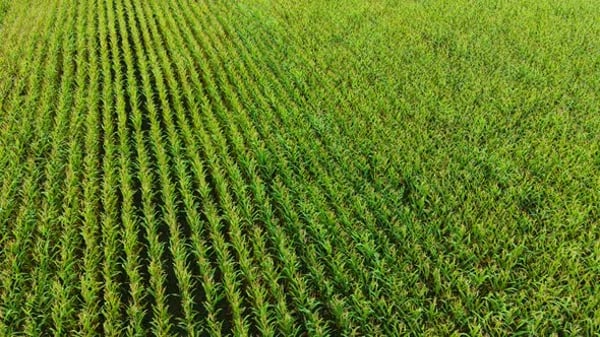 Corn Field Growing with Tall Green Maize Rows on Fertile Farmland ...