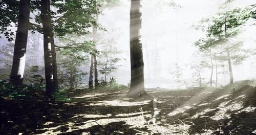 Sunlight Filters Through Trees in a Misty Forest During Early Morning