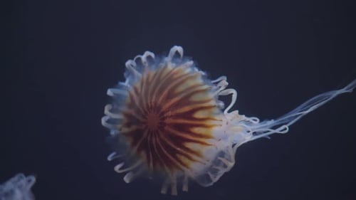 Quallen schwimmen unter Wasser