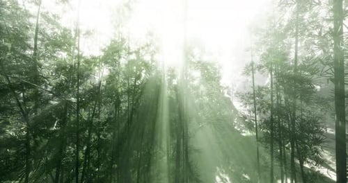 Shimmering Sunlight Filtering Through Lush Green Bamboo Forest Leaves