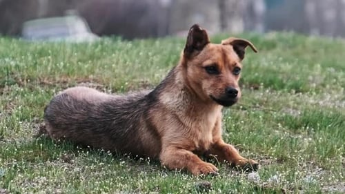 Stray Dog Lies on the Green Grass Near City Road in Urban Background