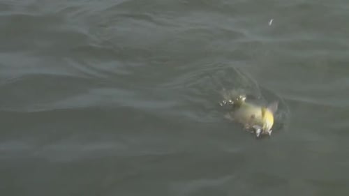 Vue du poisson pêché sur du matériel de pêche alors qu'il est sorti de l'eau - angle élevé