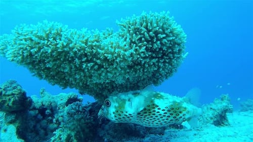 Große Baumkoralle mit schwimmendem Kugelfisch