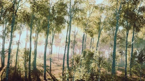 First Spring Greens in Birch Grove