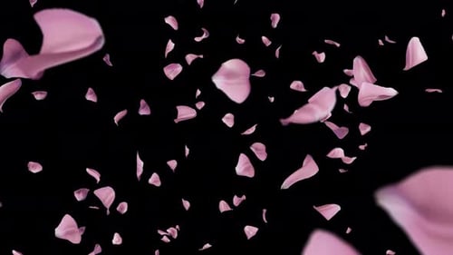 Realistic Falling Pink Rose Petals Loopable Animation