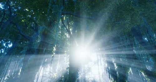 Sunlight Filtering Through Lush Jungle Canopy in a Vibrant Forest Setting