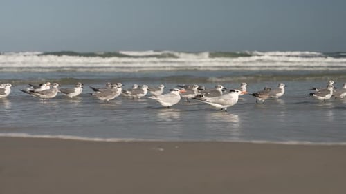 Seagulls Stand and Fly on Sandy Beach Shoreline
