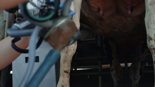 Production laitière biologique dans une ferme technologique avec système de traite automatisé