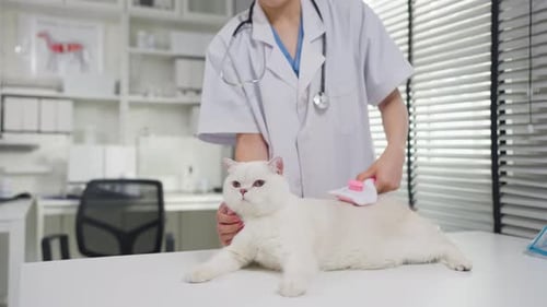 Close up of a veterinarian brushing kitten's fur at veterinary clinic.