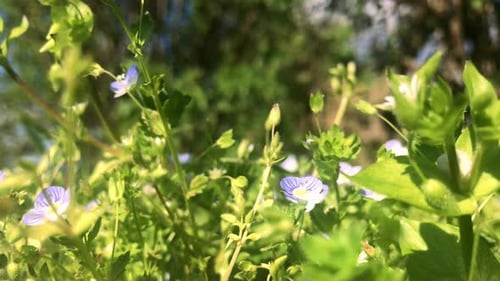 Sanfte Brise über wilden Wiesenblüten