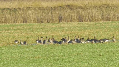 Beautiful large flock of Greylag goose (Anser anser) breeding in the green agricultural field Northe