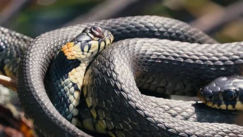Ringelnattern, die sich im Frühling auf einem Ast ausruhen