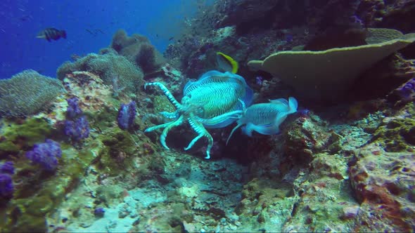 Cuttlefish Mating Dance on a Coral Reef, Nature Stock Footage ft ...