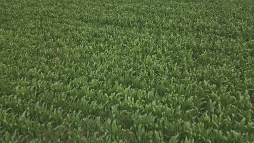 Drone flying at low altitude over green cornfield. Aerial drone forward
