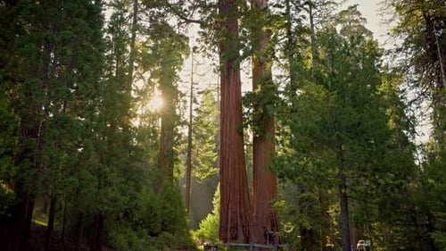 Giant Sequoia trees in Kings Canyon National Park