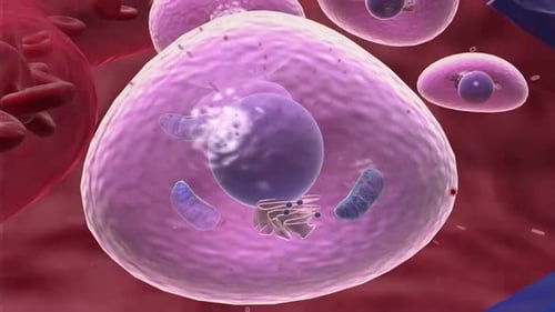 Zellstruktur mit Zellkern und Mitochondrien in medizinischer Illustration