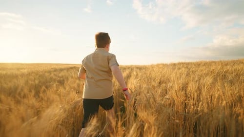 Little Boy is Running in Golden Field of Rye or Wheat Rear View Happy Childhood and Freedom