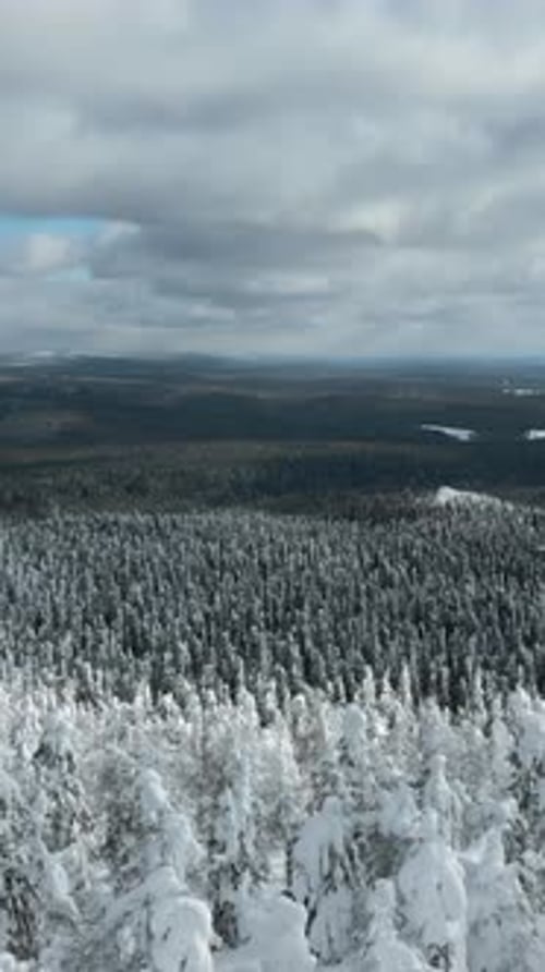 Slow Motion Aerial View of Snowy Trees in Beautiful Winter Forest Clip Winter Landscape in Frozen