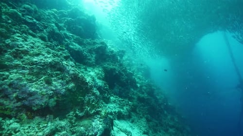 Fishes School Swims Above Ocean Floor with Stones and Holes