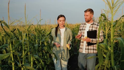 Farmers Inspecting Corn Crop in Green Field