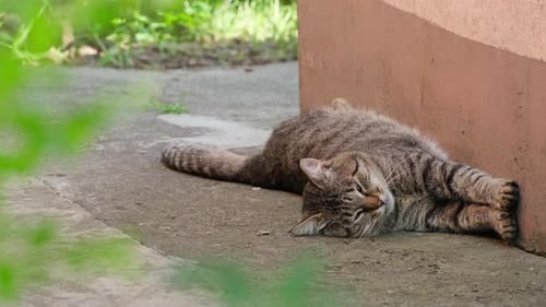 Die Katze liegt auf dem Rücken und streckt sich. Gestreifte Katze liegt, streckt sich und gähnt