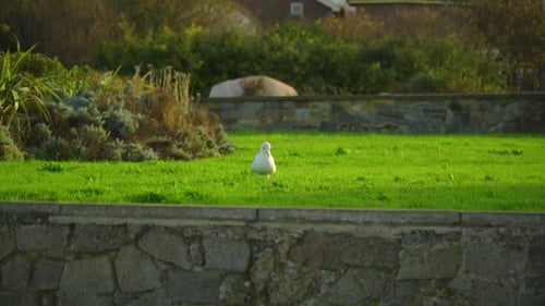 Seagull is stepping on grass looking for something to eat