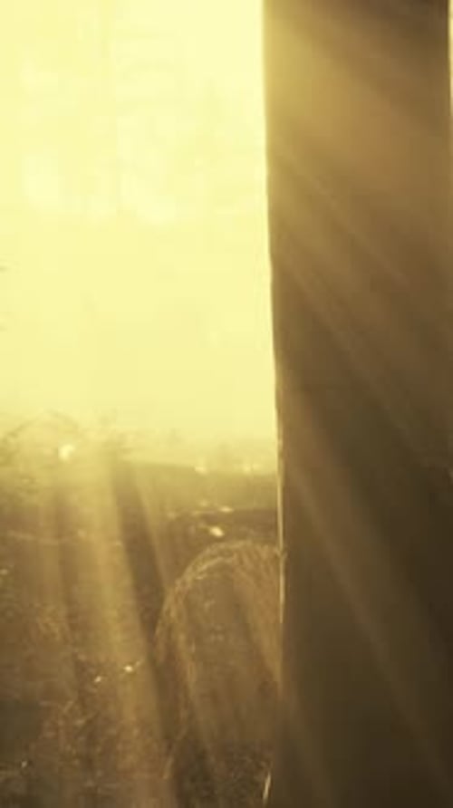 Rays of Sunlight Falling Into a Misty Forest