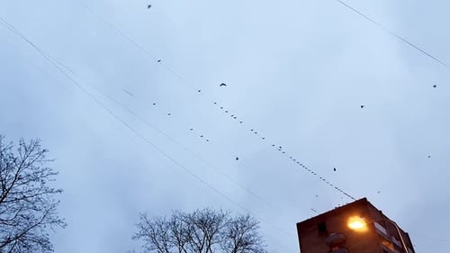 Flock of Crows GATHERING on Electricity Lines Against a Cloudy Sky in the City