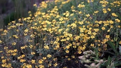 Small yellow flowers in forest. Nature composition.A bunch of Yellow flowers. Close up shot of bunch