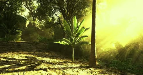 Cinematic Sunlight Piercing Through Tropical Jungle Forest