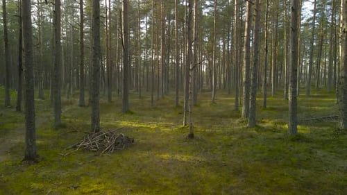 Aerial drone flying in between pine trees in a forest during a beautiful day, sun shining on ground.