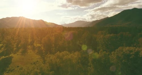 Aerial View Low Flight Above Evergreen Pine Tree Landscape with Endless Mountain Forest at Sunny