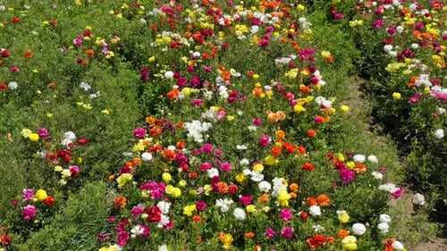 Rows of Buttercups in full bloom and in various colors, Aerial view