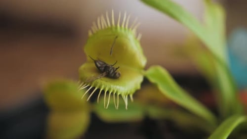 Venus Flytrap Catching a Fly