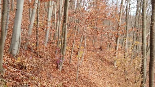 In the forest slow motion video with trees and fallen leaves in autumn season on a sunny day