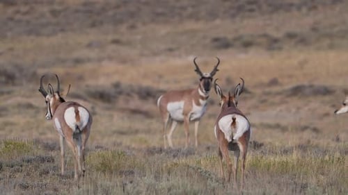 Pronghorn bucks, grazing through a field in Wyoming