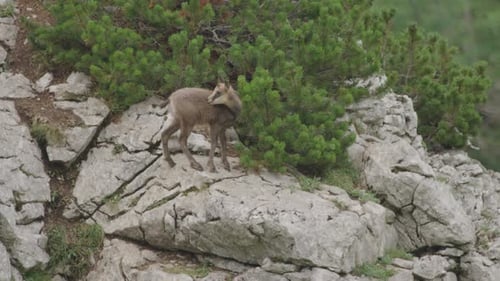 Cámara lenta: Primer plano de cachorros de gamuza trepando y de pie en lo alto de las montañas. (4K)