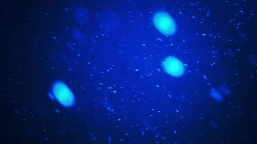 Real snow. Snowflakes fall at night with different speed. Natural snow isolated on the dark