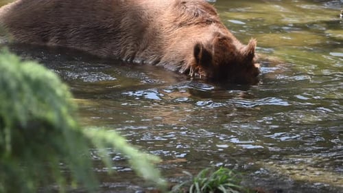 Witness the Serene Moment As a Family of Brown Bears Interacts Near a Clear Lake Surrounded By