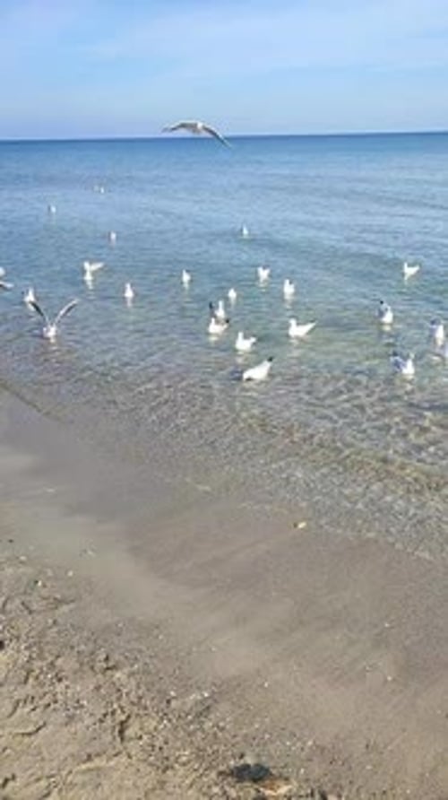 Many Seagulls Soaring Over the Sea on the Shore Many Birds White Seagulls Flying