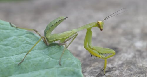 Praying Mantis