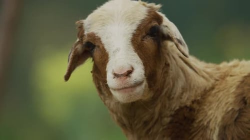 Friendly Face Close Up Portrait of a Calm Sheep on the Farm