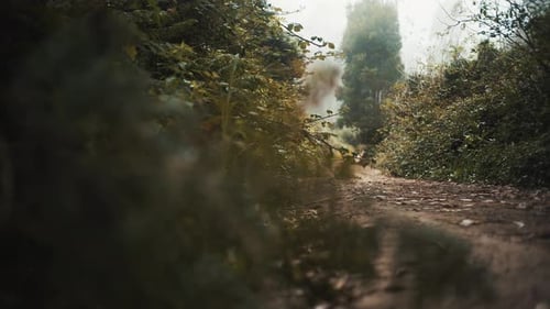 Forest woods path reveals on foggy day
