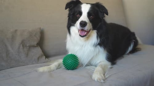 Happy Dog Lying Down with Ball