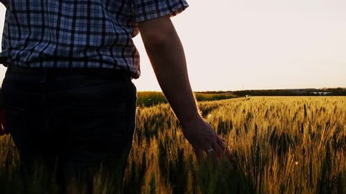 Farmer walking in a field and examining crop at sunset. Man hand touching wheat.