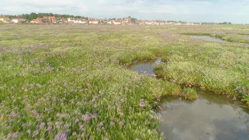 Low Drone Shot Over Salt Marsh with Green Grass and Purple Flowers and Puddles with Wells-Next-The-S