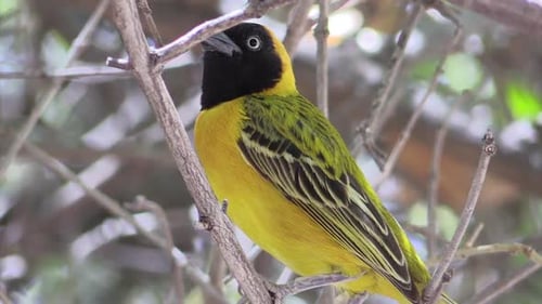 southern masked weaver on a branch, carefully observing environment, in background some bird movemen