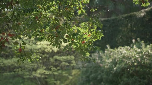 Lebendige Baumblätter im Frühling, Zeitlupe