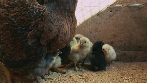 Sweet Little Animal Chicks And Mother Chicken 2