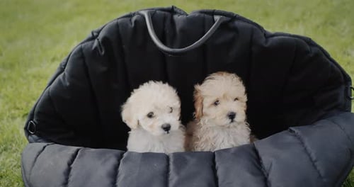 Two Cute Little Puppies in a Black Travel Bag That Stands on Green Grass